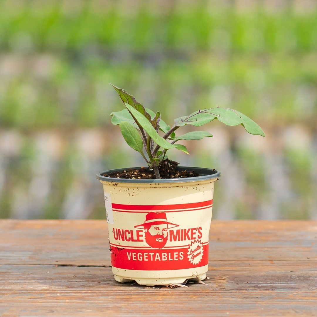 Eggplant – Shoya Long – 4″ Pot